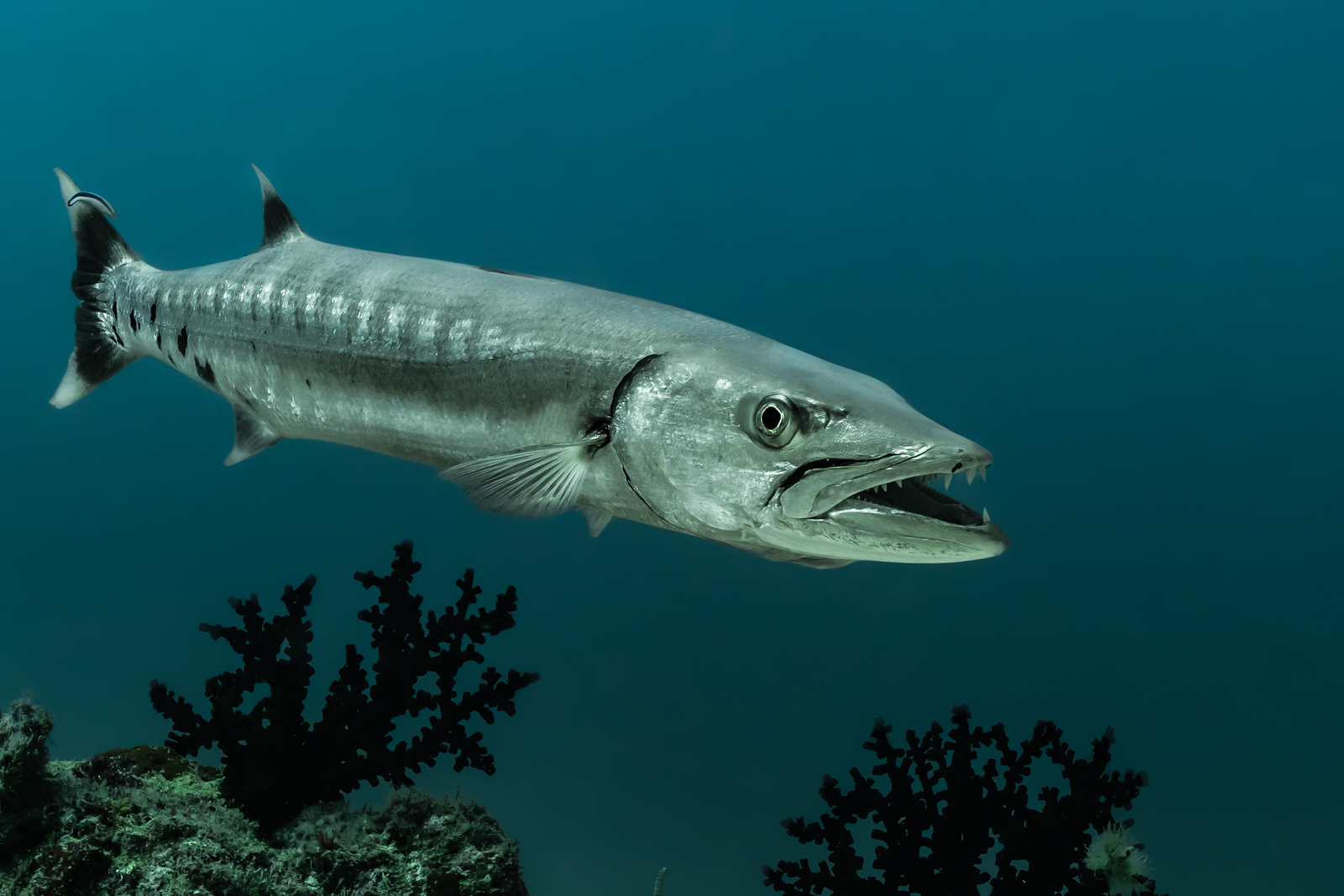 Great Barracuda